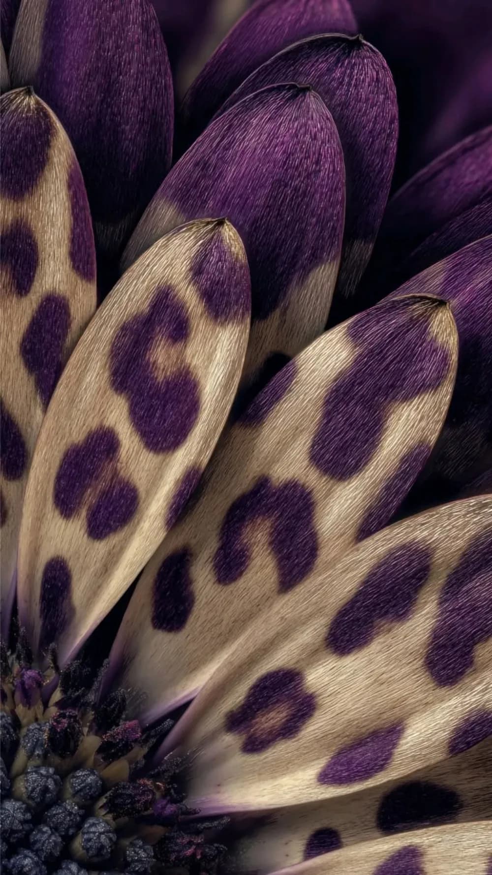 Macro photograph of purple and cream leopard-spotted daisy petals
